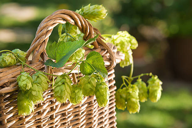 Hop vines